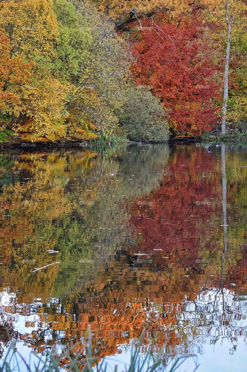 Reflection of Autumn