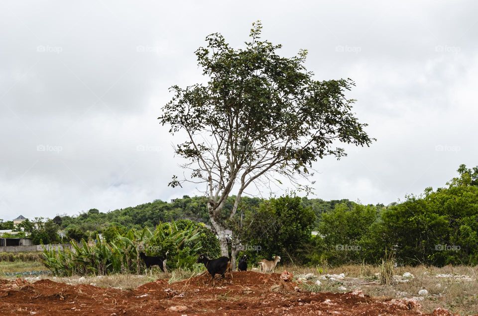 Goats Under Tree