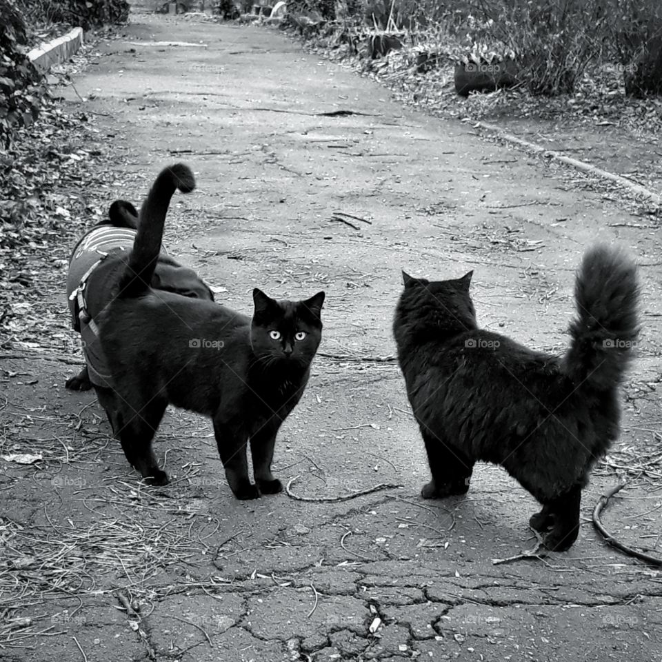 black cats