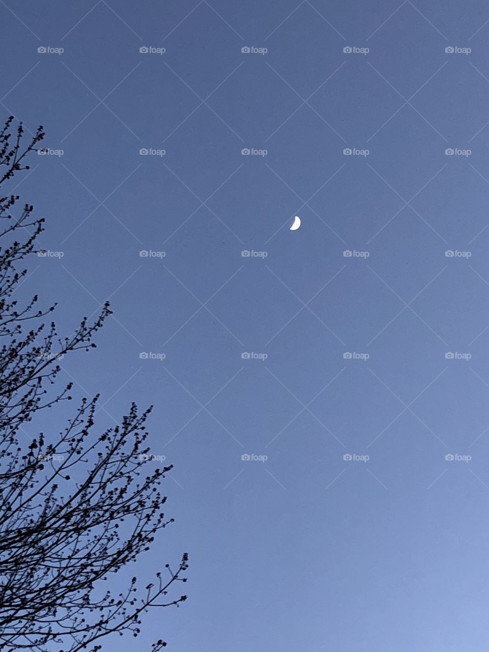 Waxing Crescent Moon. Indigo Blue Sky. Budding Tree. Spring has Arrived. No Clouds.