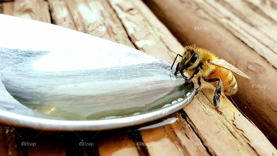 Honeybee drinking nectar from spoon to regain energy