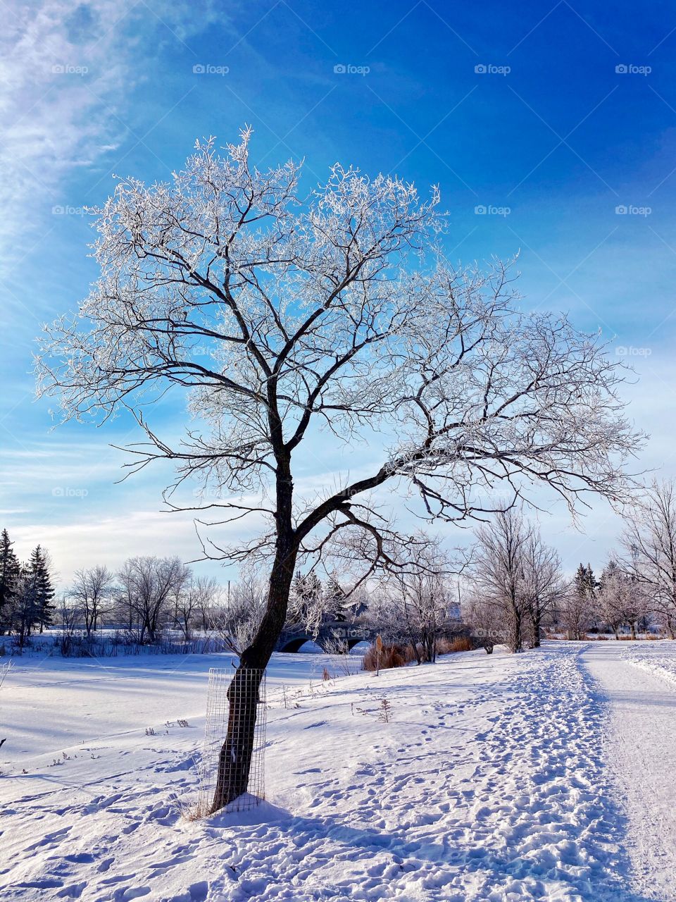 Frost covered tree 