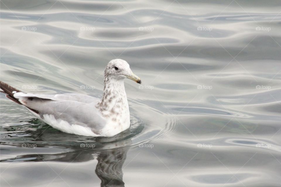 Seagull on Water 