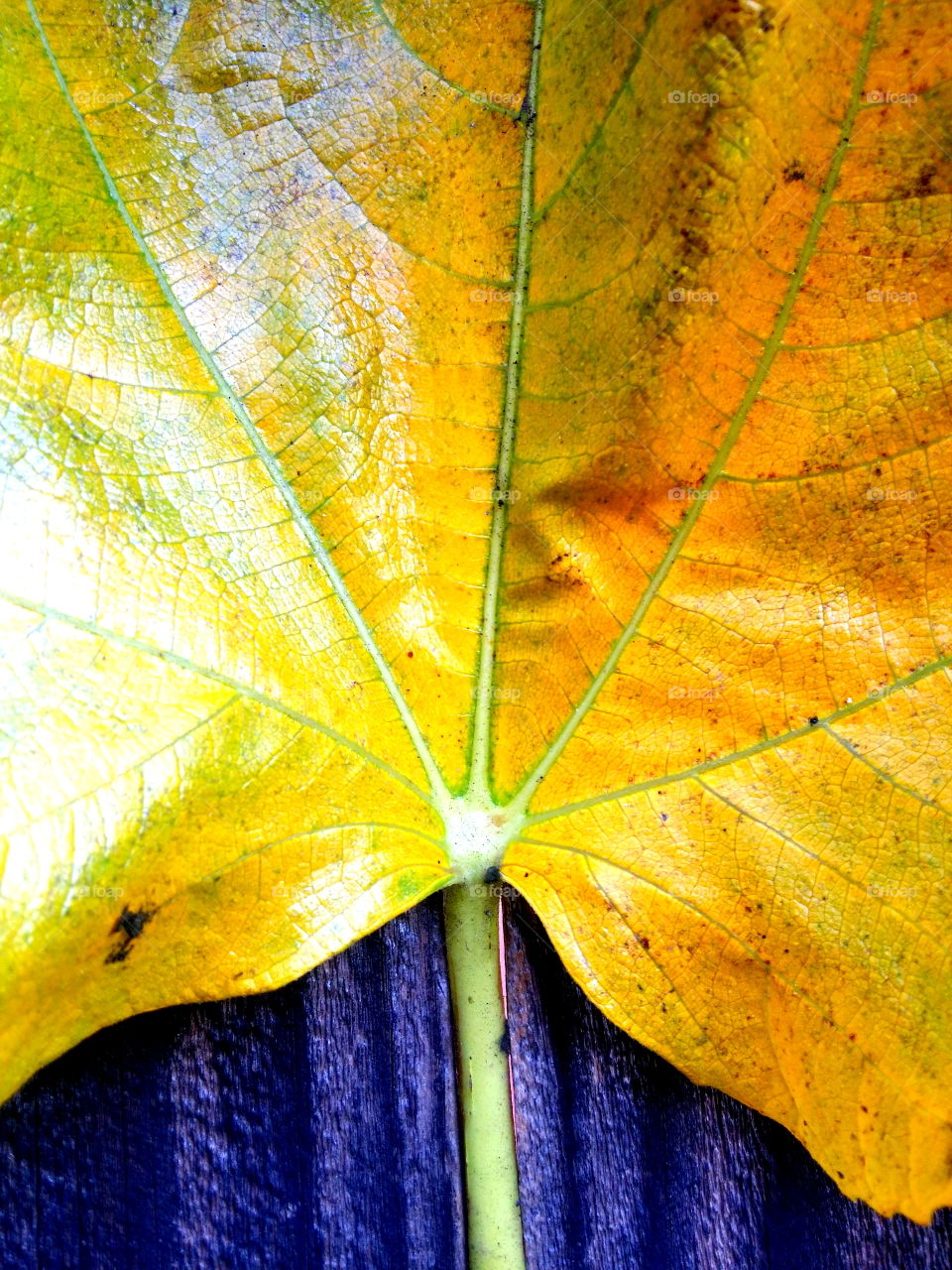 Yellow Fig Leaf