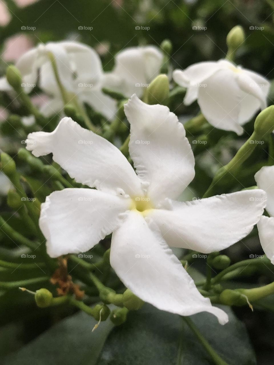 White Beauty in my garden 