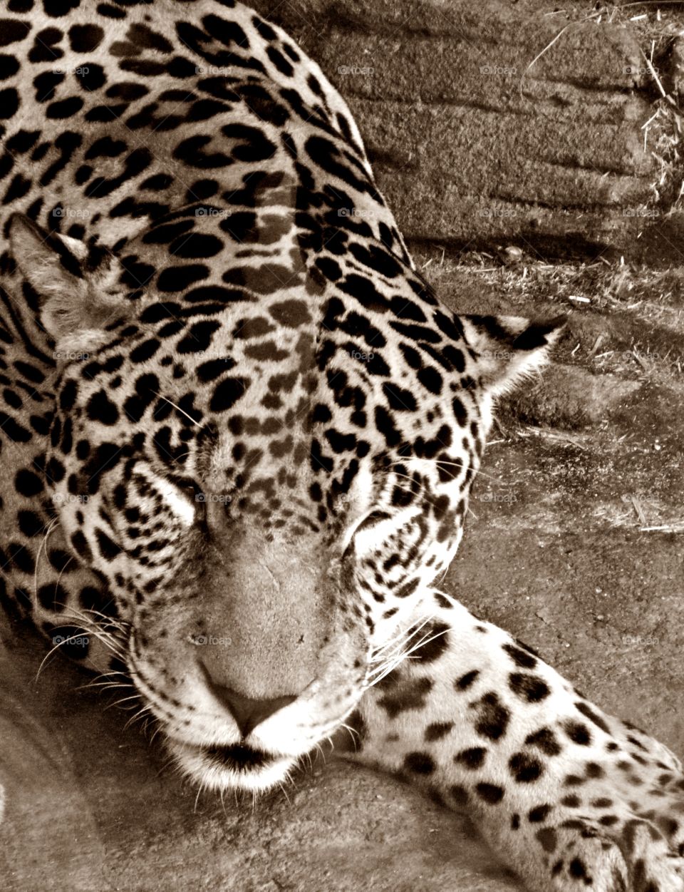 Napping Jaguar