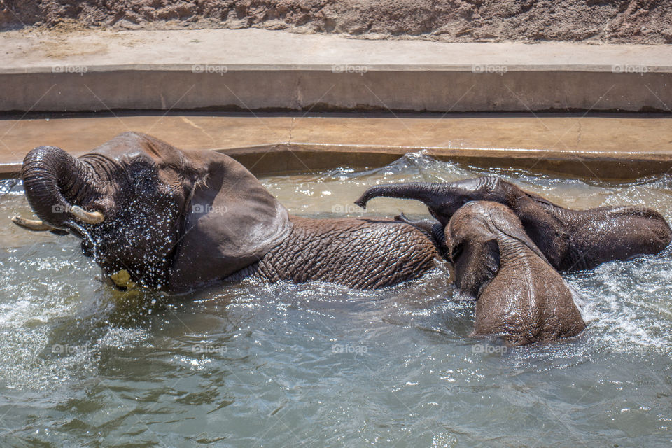 Elephant family . Mother and baby elephants playing in the water 