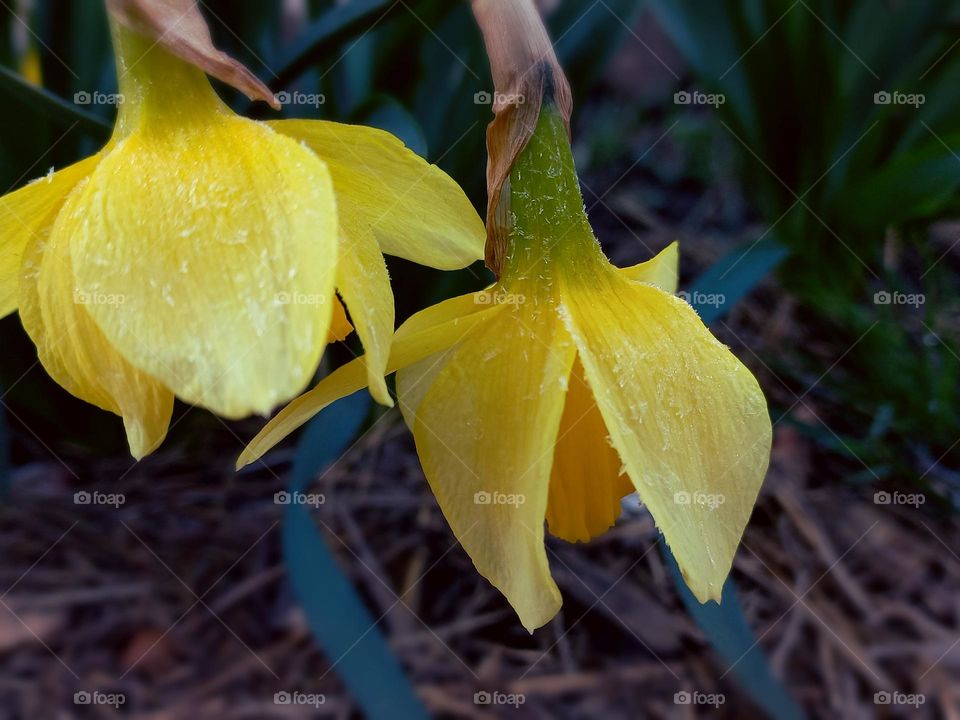 two leaning daffodils in the early morning