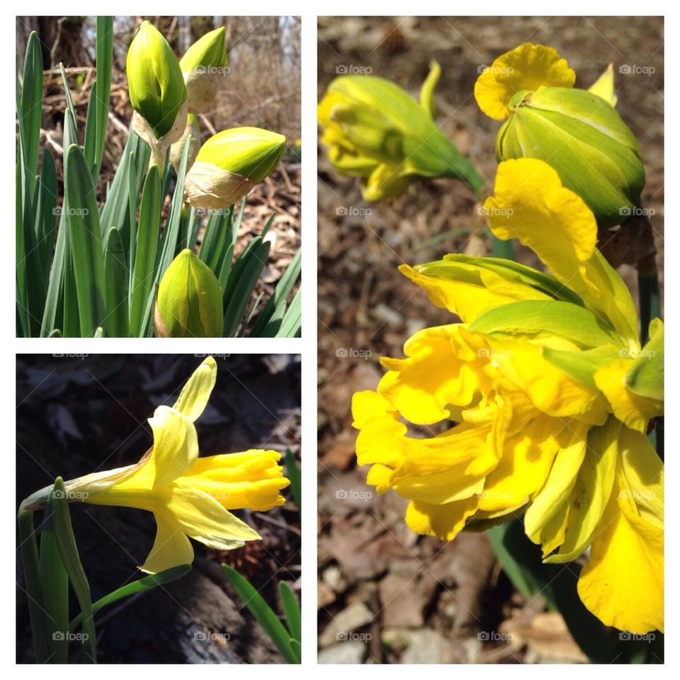 Blooming Daffodils 