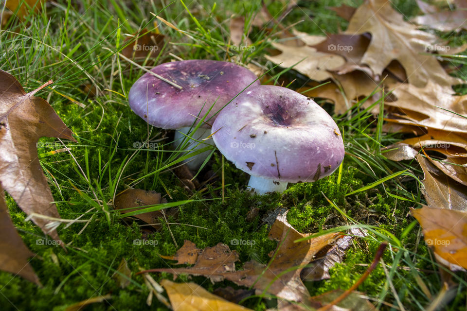 Purple mushrooms