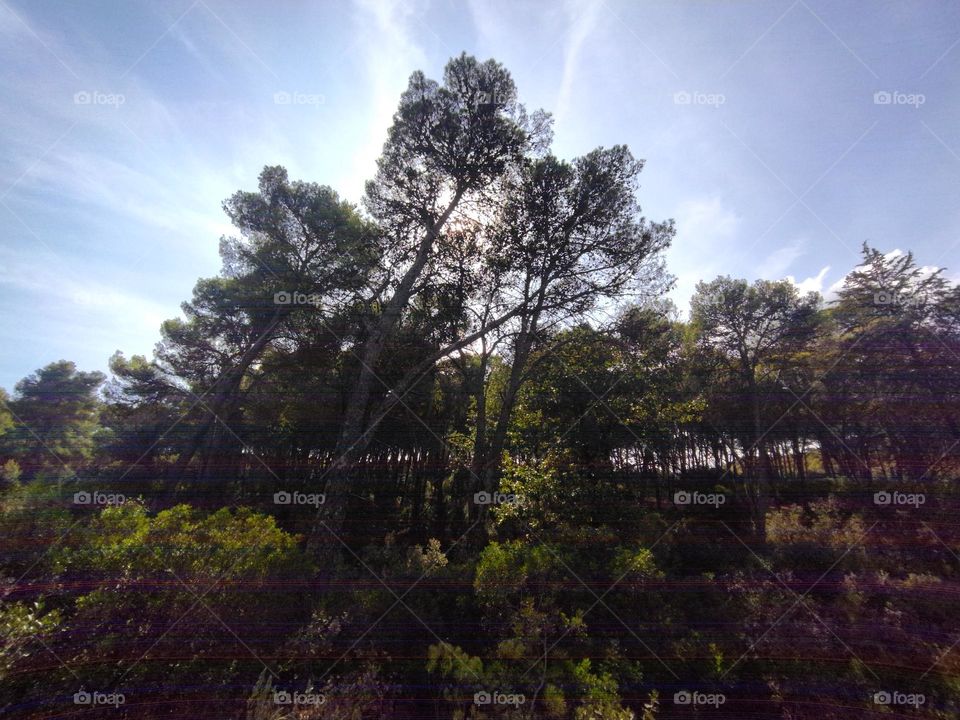 Forest and beautiful sky