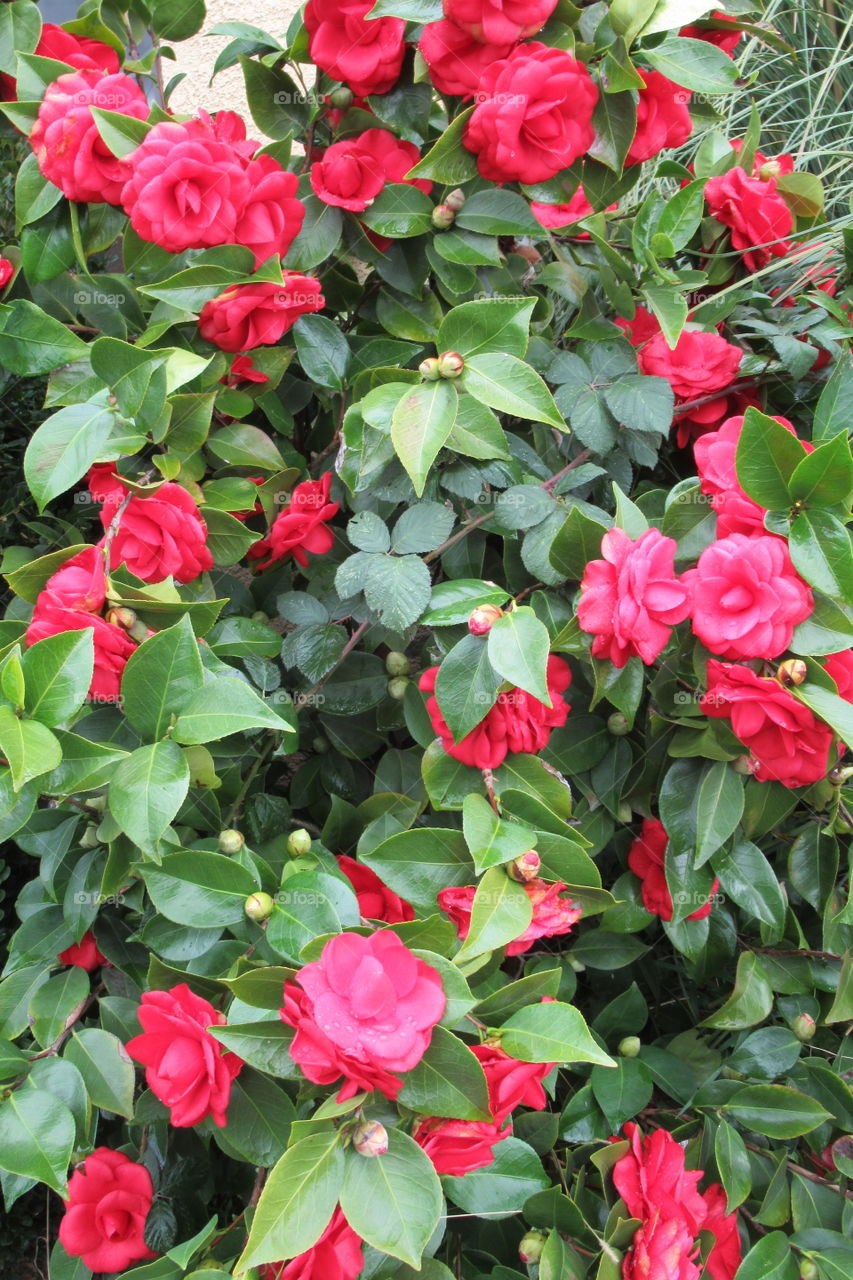 Camellia bush