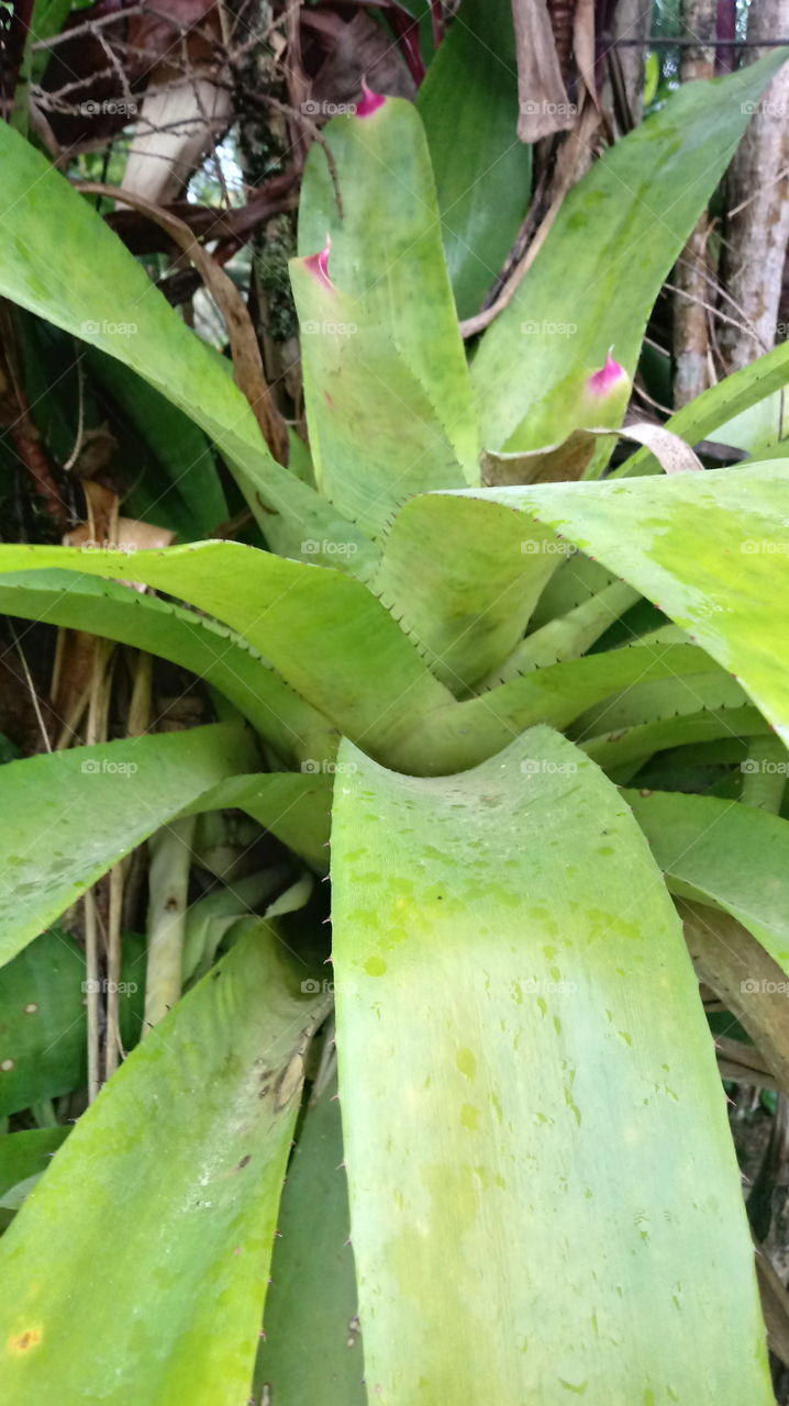 FOLHAGEM BROMÉLIAS