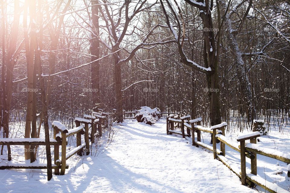 bright sunny morning in the wood