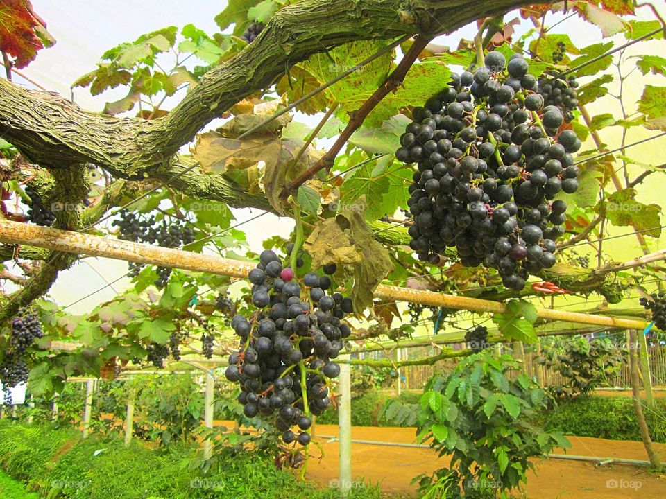 vineyard. black grapes