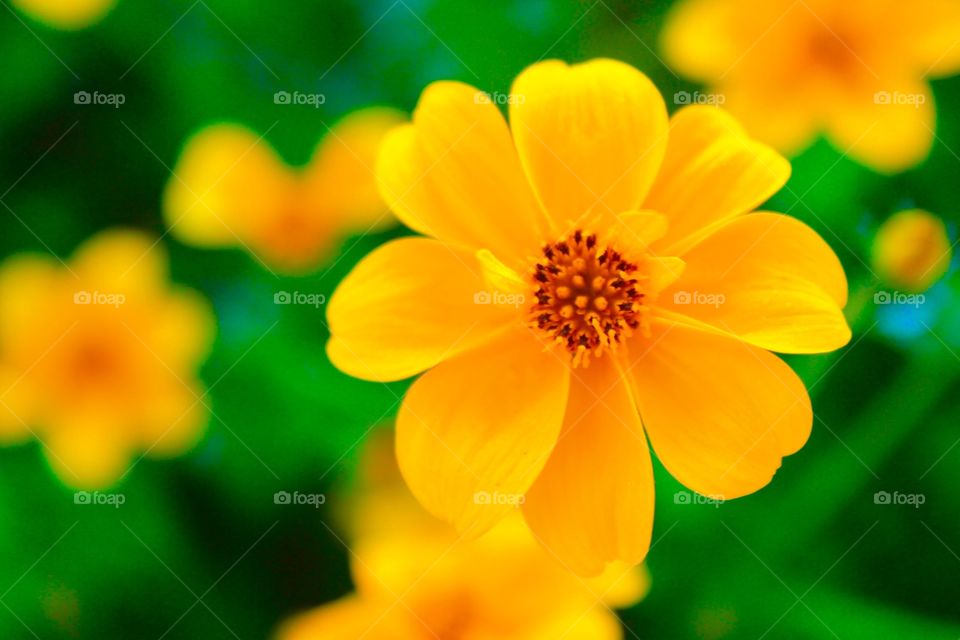 Yellow flower in Chiang Mai
