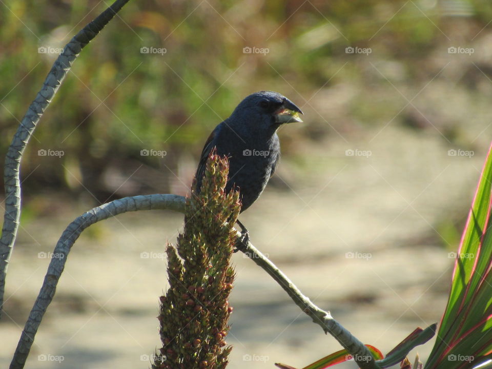Bird, No Person, Nature, Wildlife, Outdoors