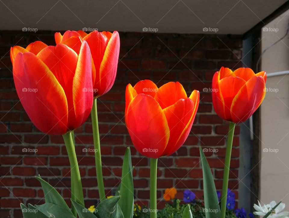 Orange and yellow tulips in a planter in front of a red brick wall