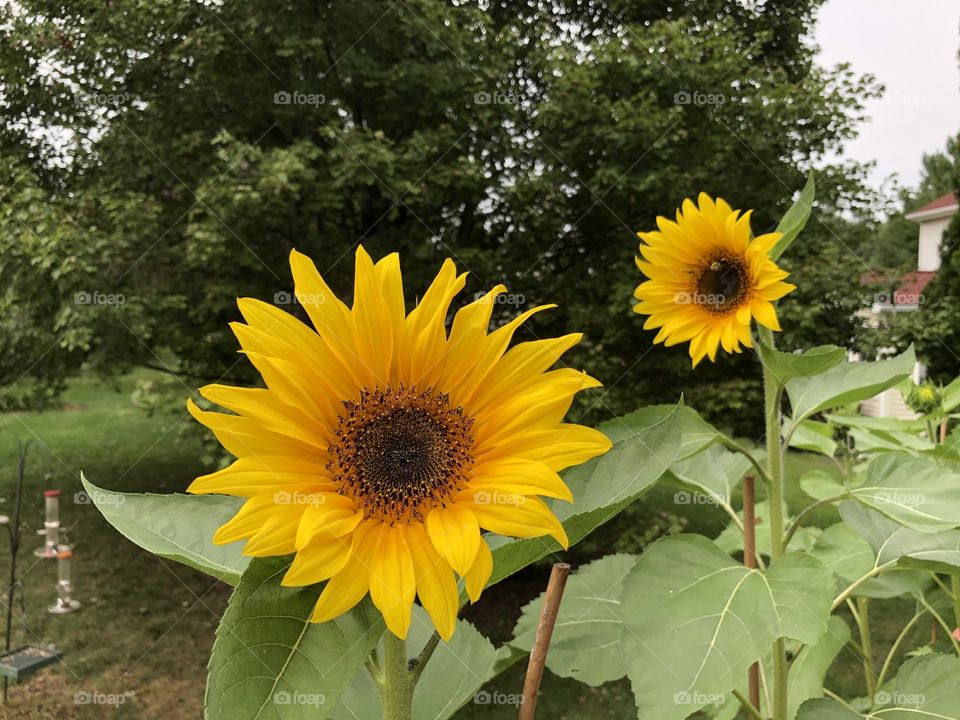 Beautiful sunflowers on a cool, lovely day. 