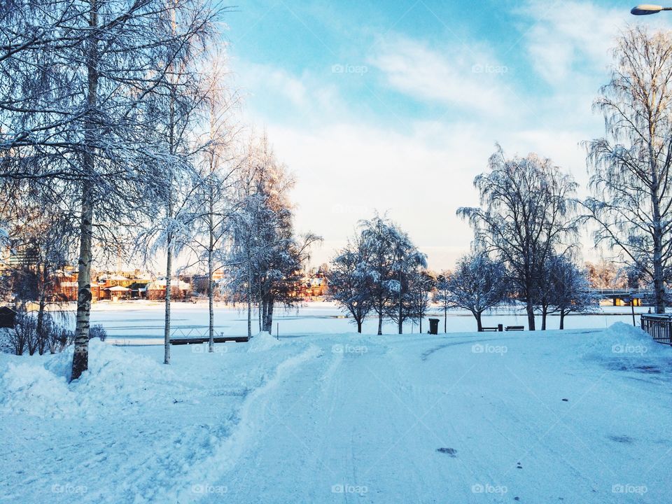 Winter, Snow, Cold, Frost, Frozen