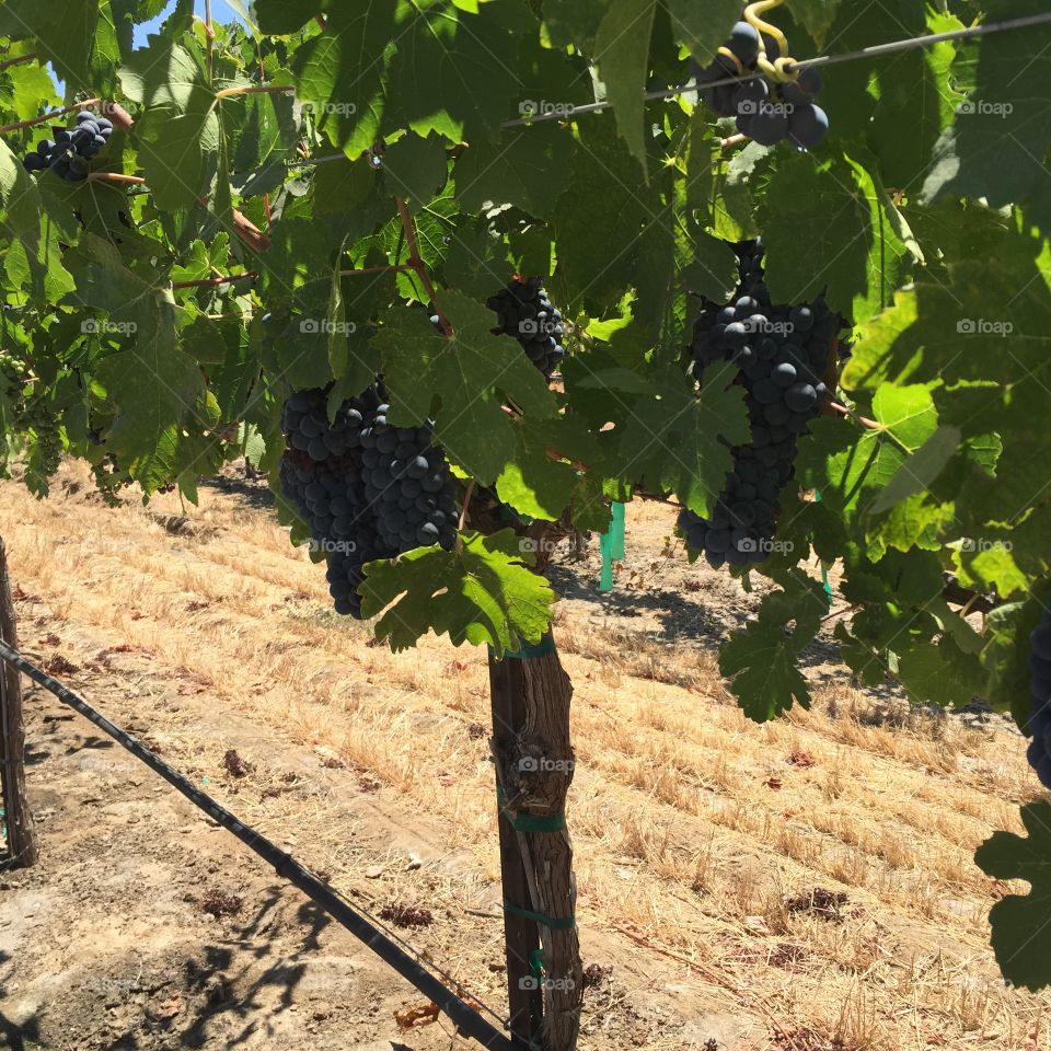 Wine grapes in Lodi, CA