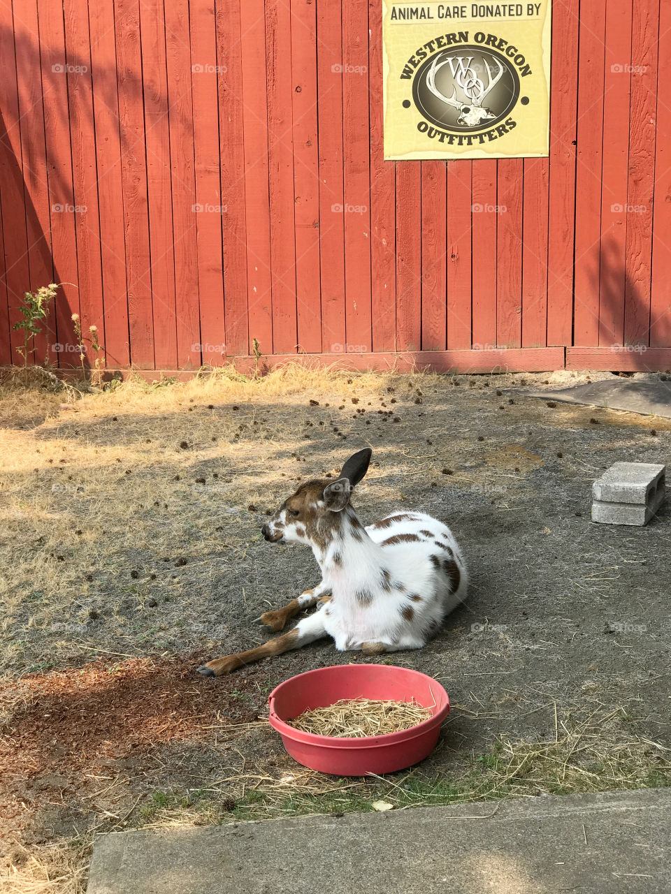 Animals at A park in Southern Oregon 