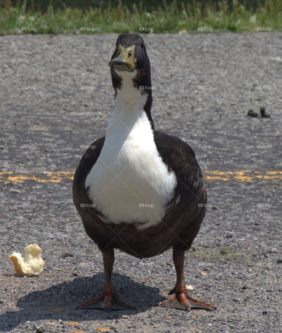 Duck