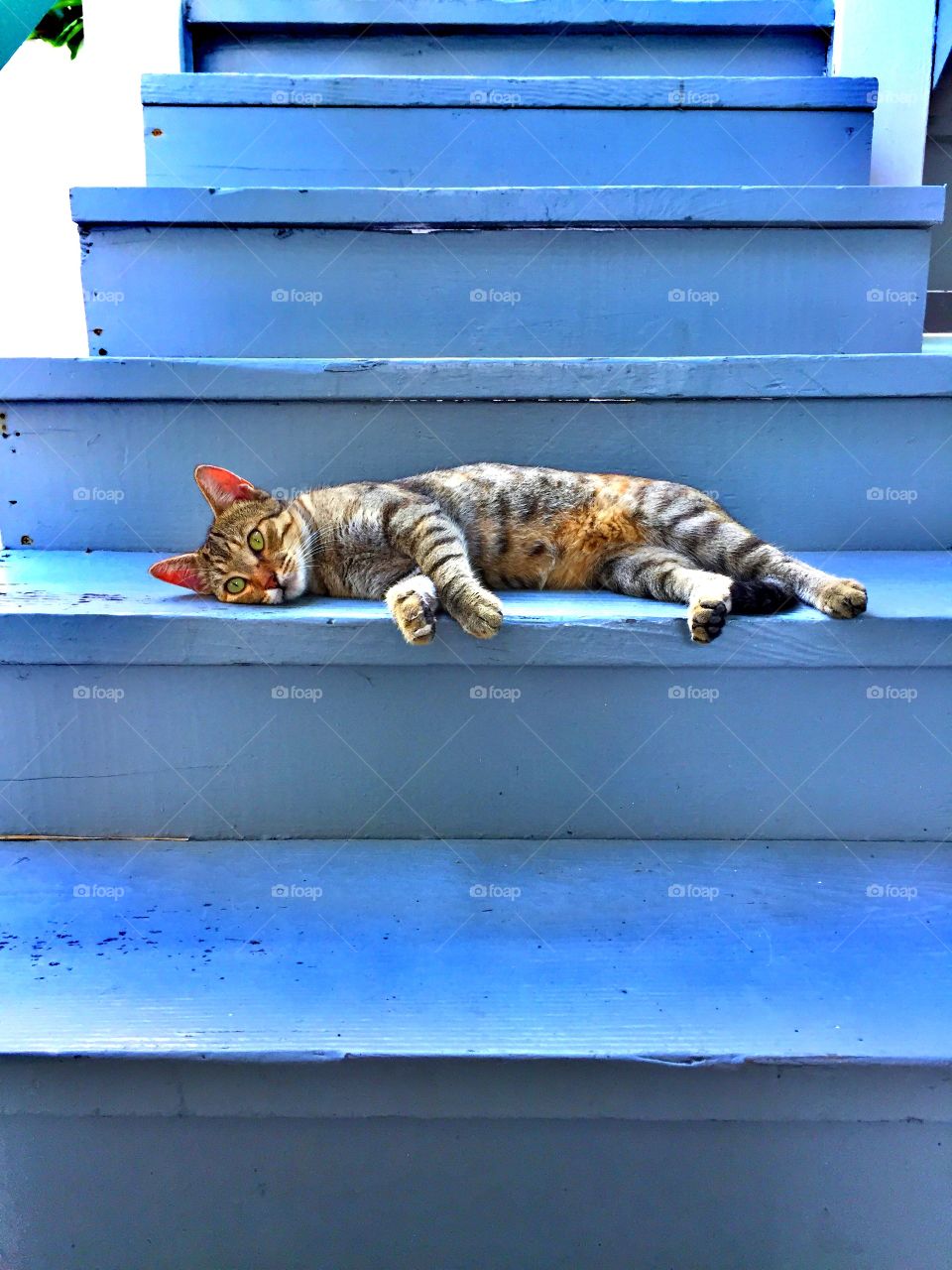 Favorite Spot At Home, Cat On Staircase 