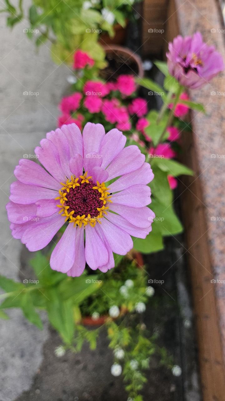 Top bird eye view of a pink flower.