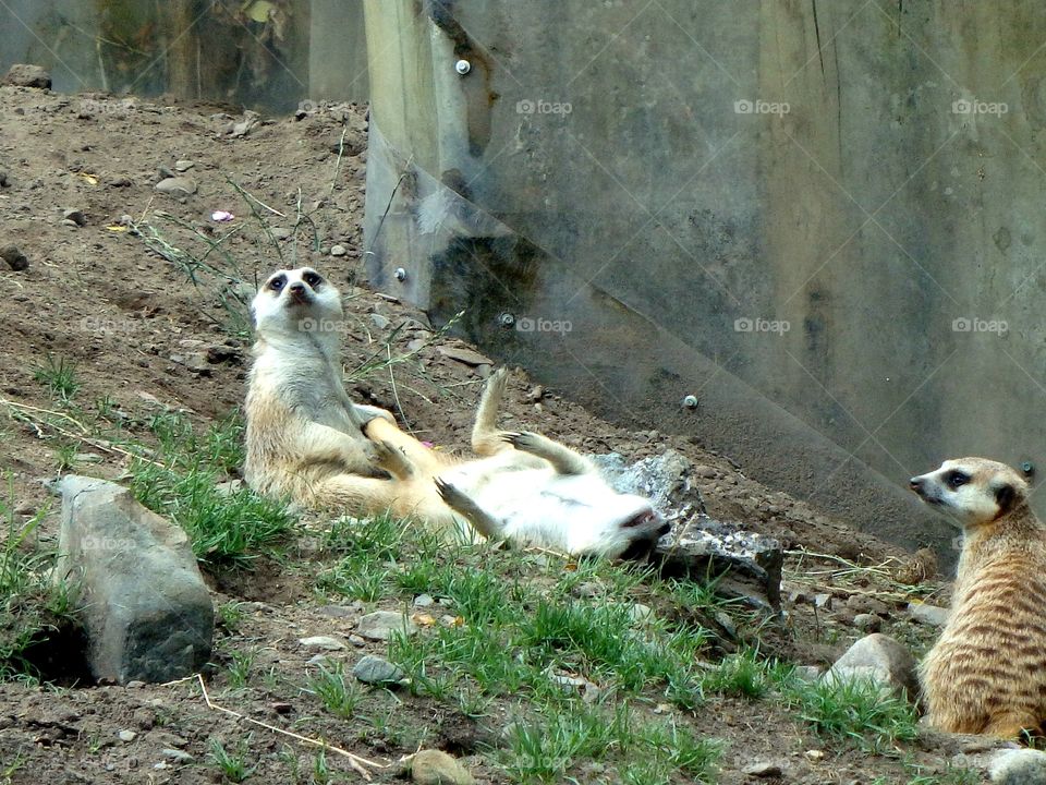 playful meerkats