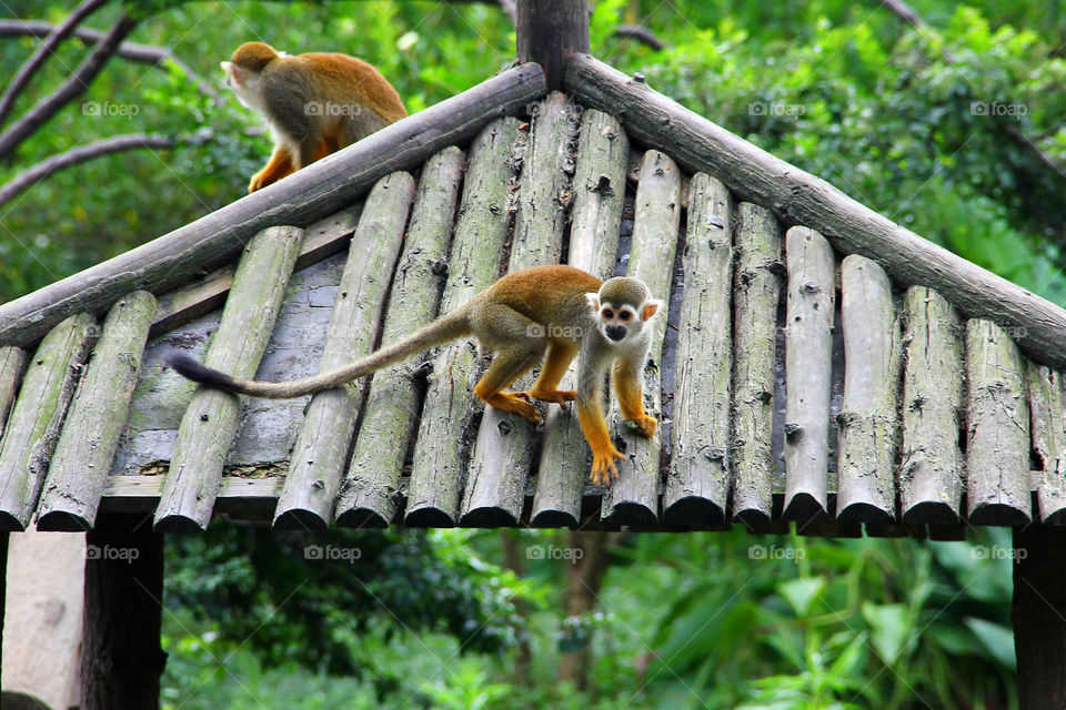 Capuchin monkey on the roof