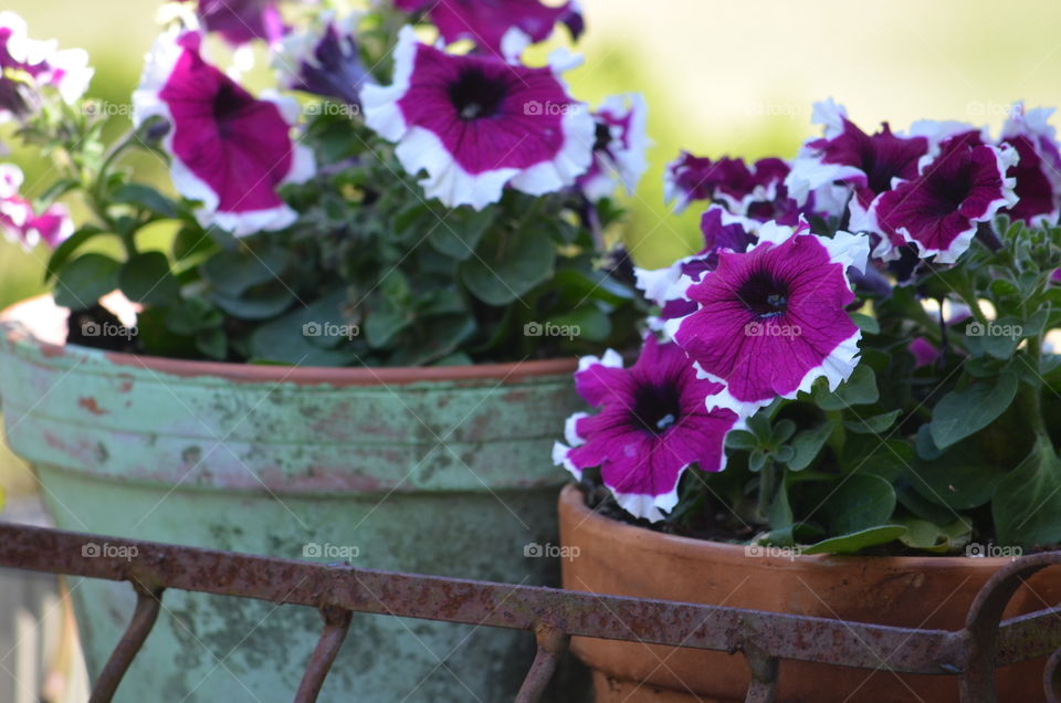 potted flowers