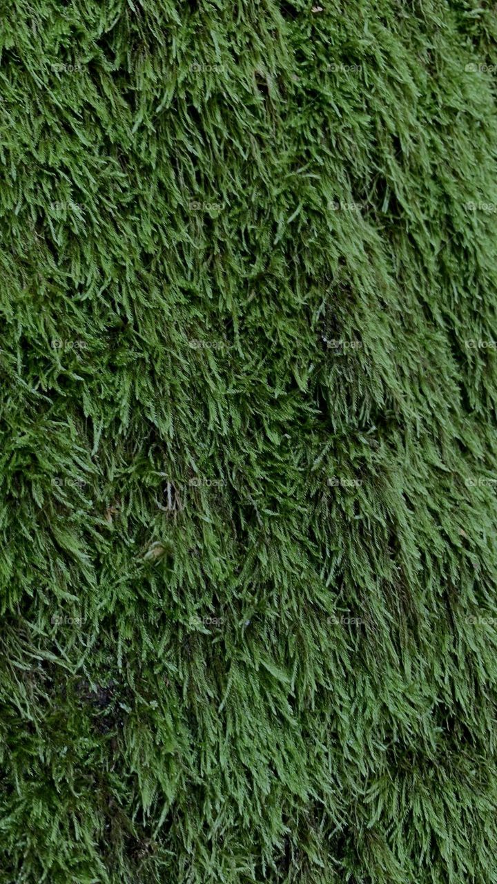 Forest tree covered with moss