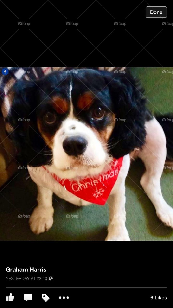 Dogs are for life. Not just for Xmas :) 