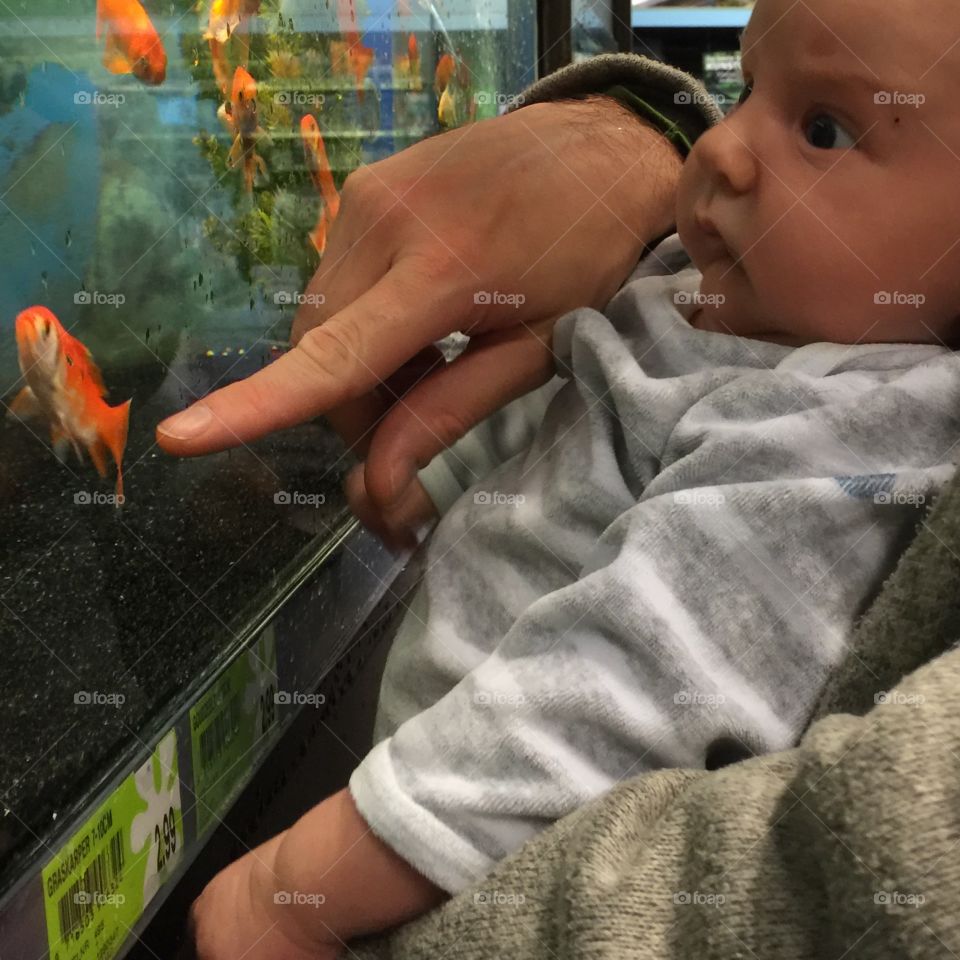 Floris looks at a goldfish