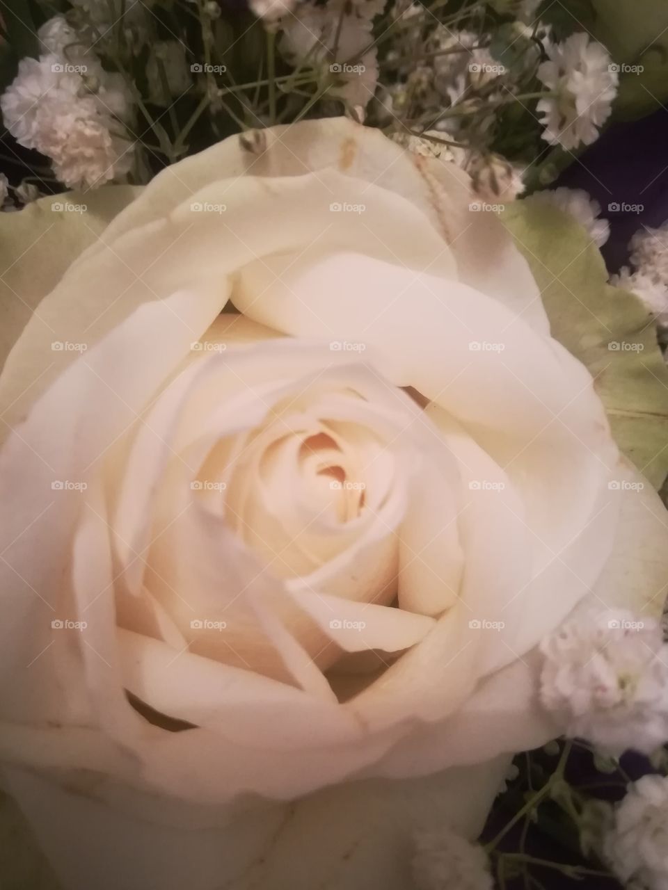 Rose weiß Blume