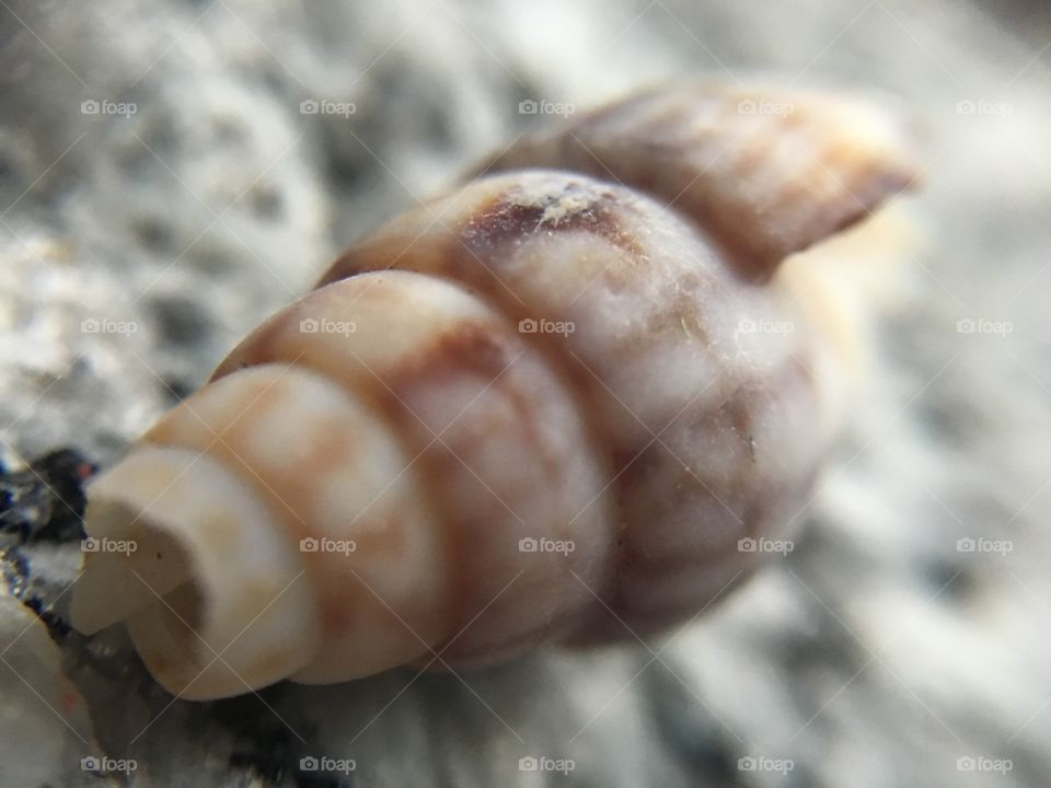 Spiral shell 
