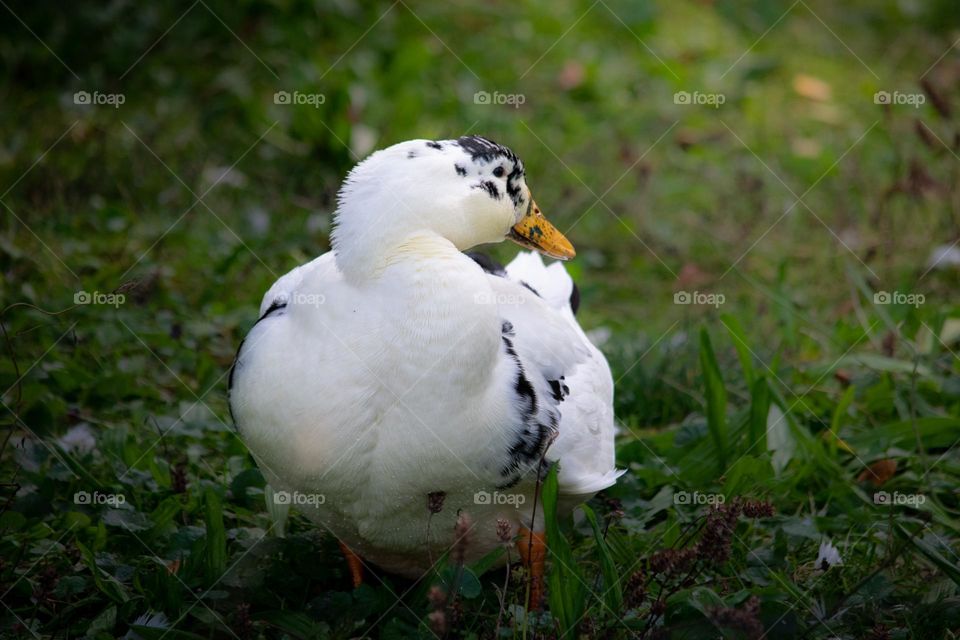 A duck