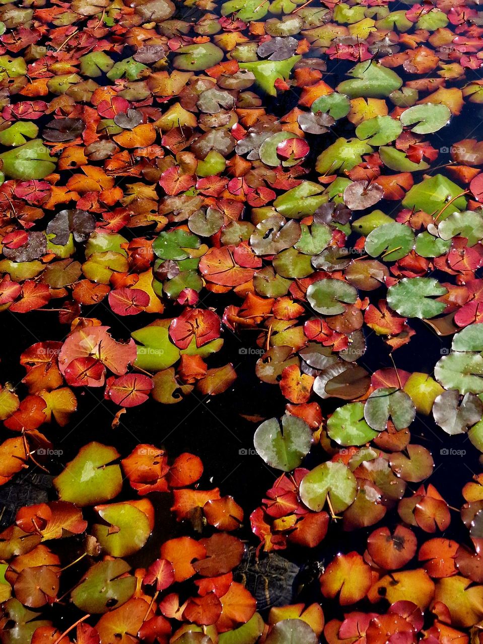 autumn water lilies