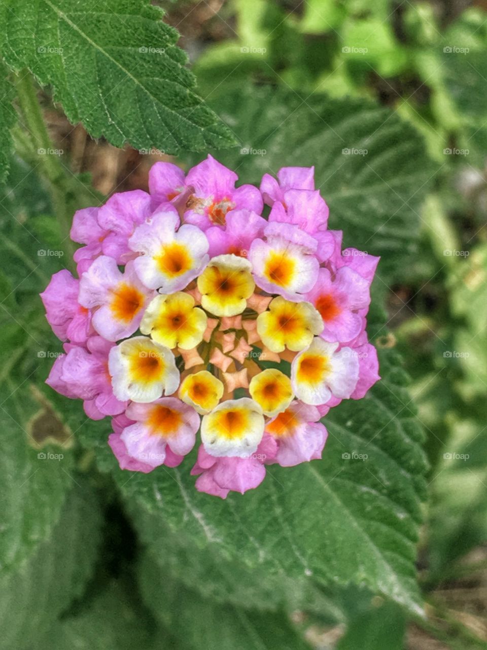 Flower I found in a field in Houston Texas 