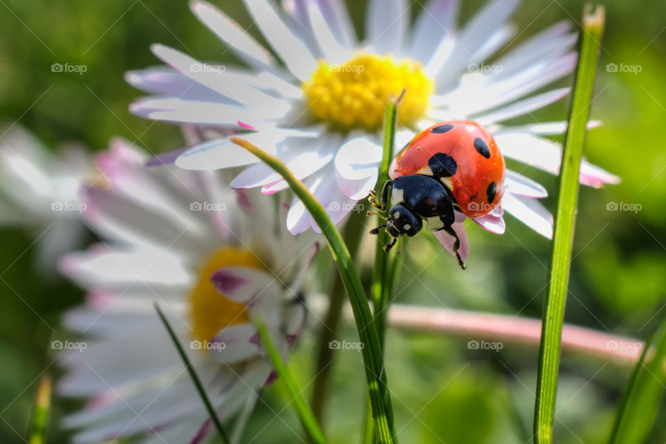 Ladybug and daisies