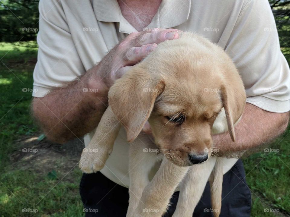 Yellow Lab Puppy