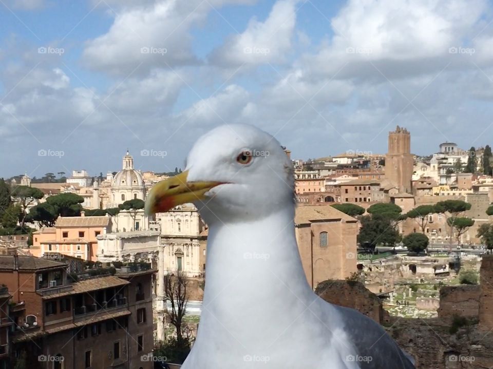 Bird in Rome