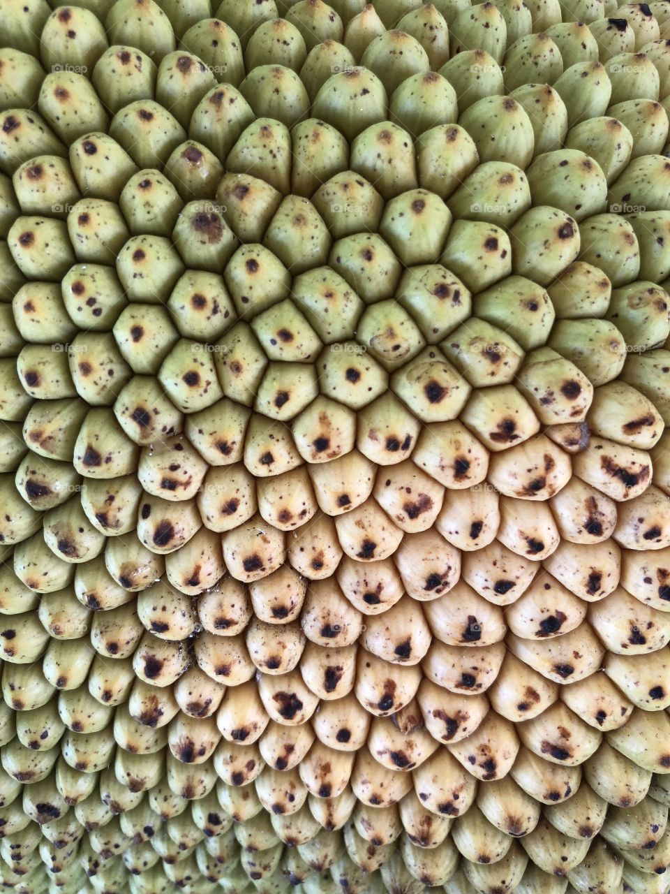 Jack fruit 