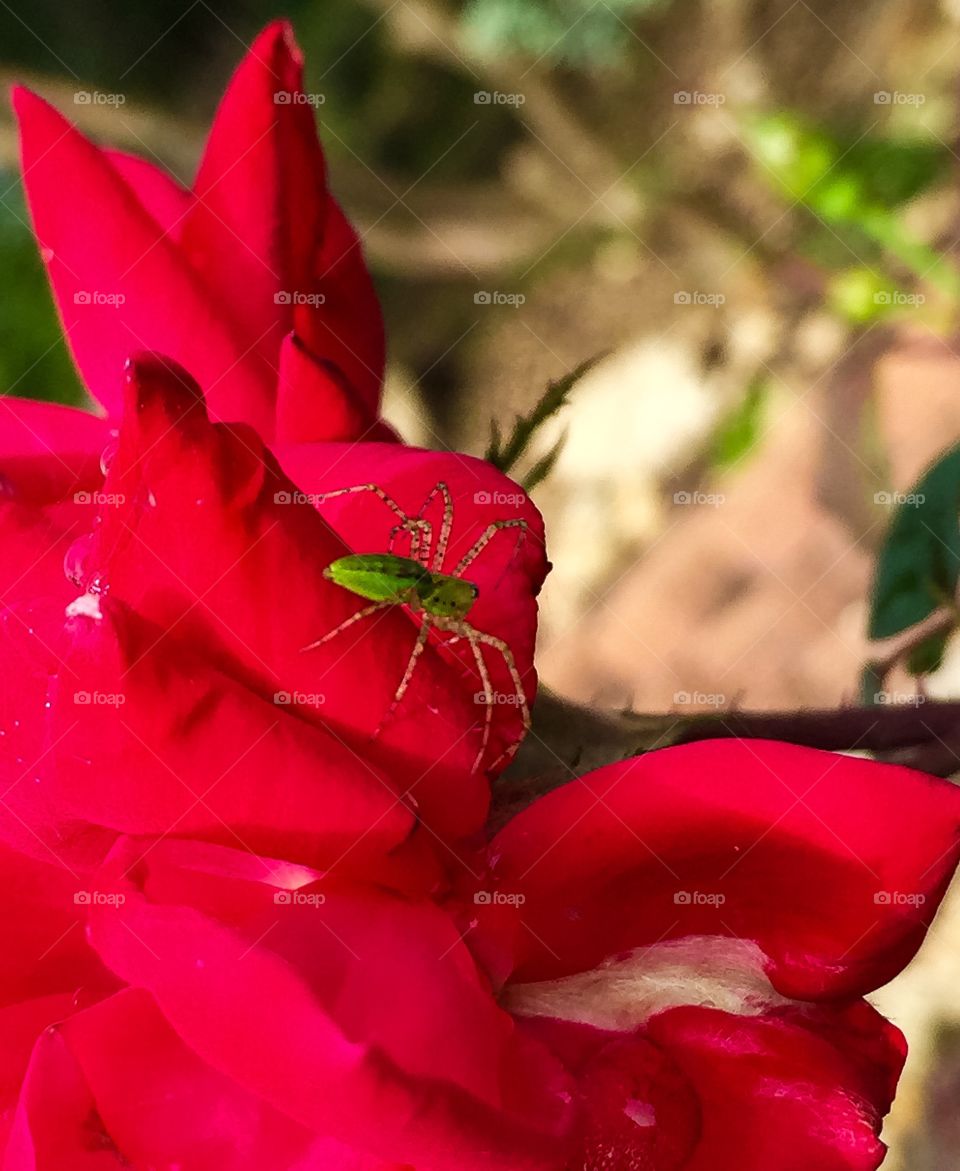 Green Spider, Red Rose