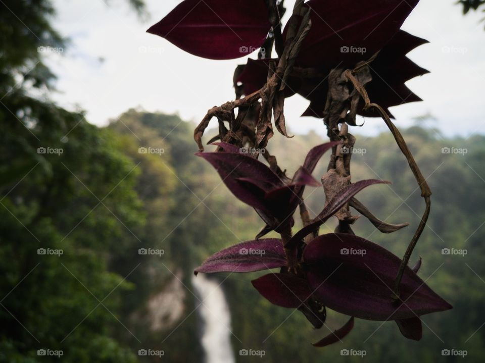 Hanging plant in focus