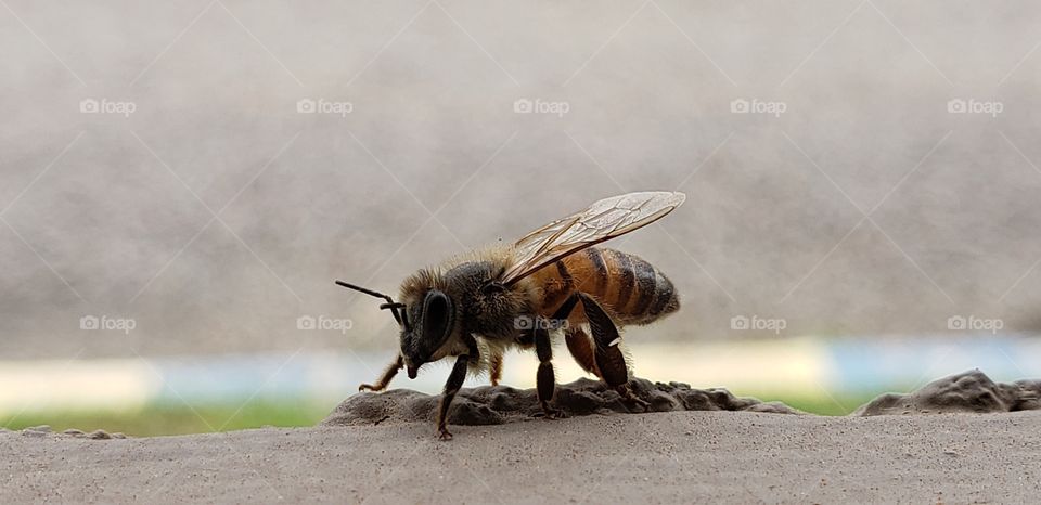 Bee