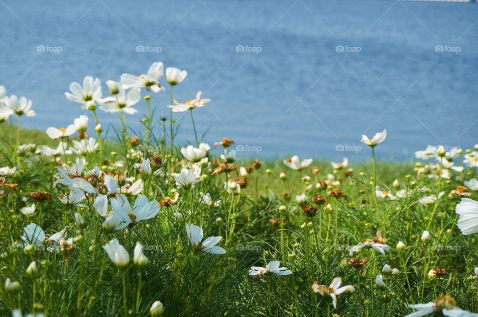 White flowers in the garden with lake background 