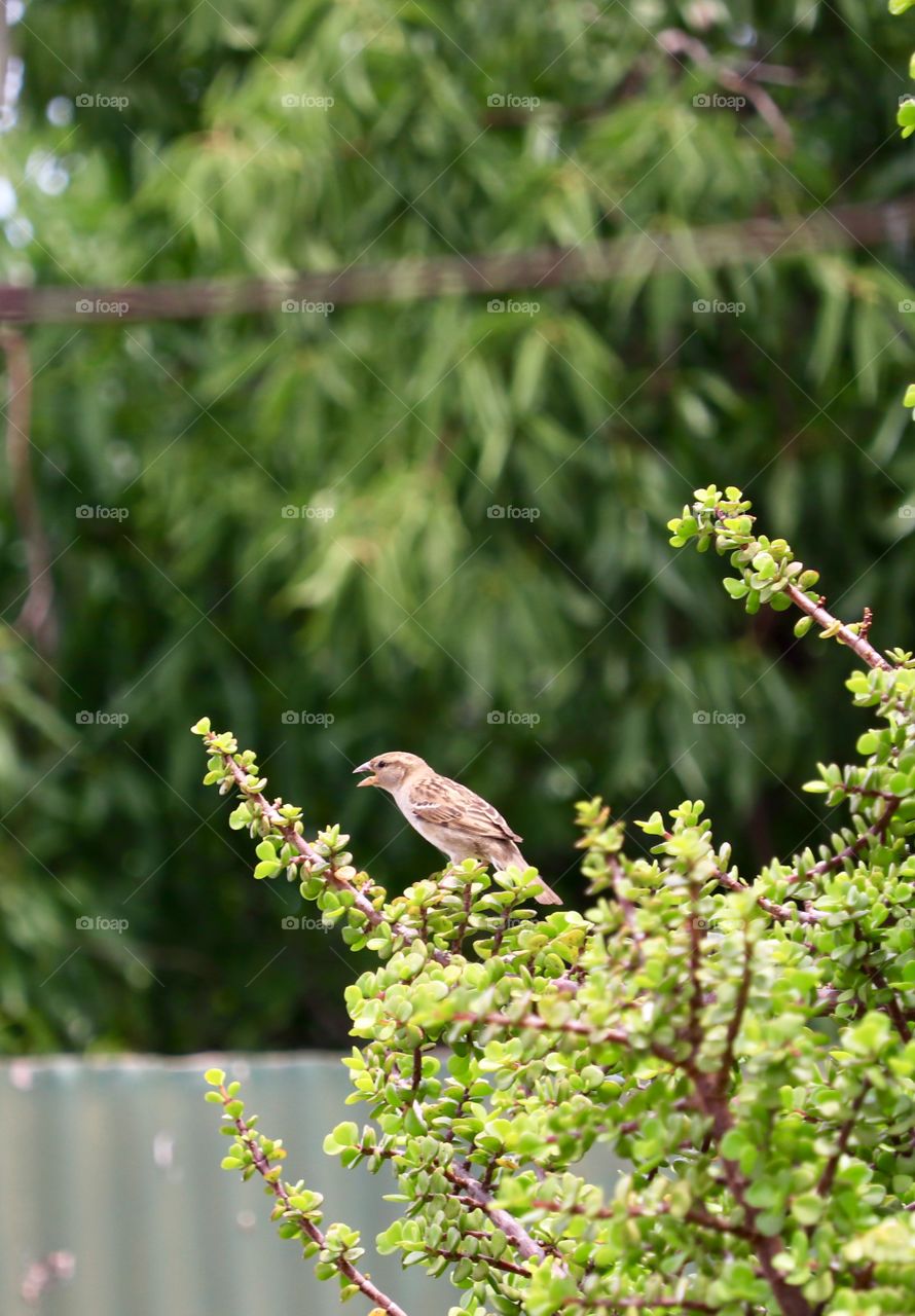 Solitary sparrow perched on a branch of a jade tree outdoors 