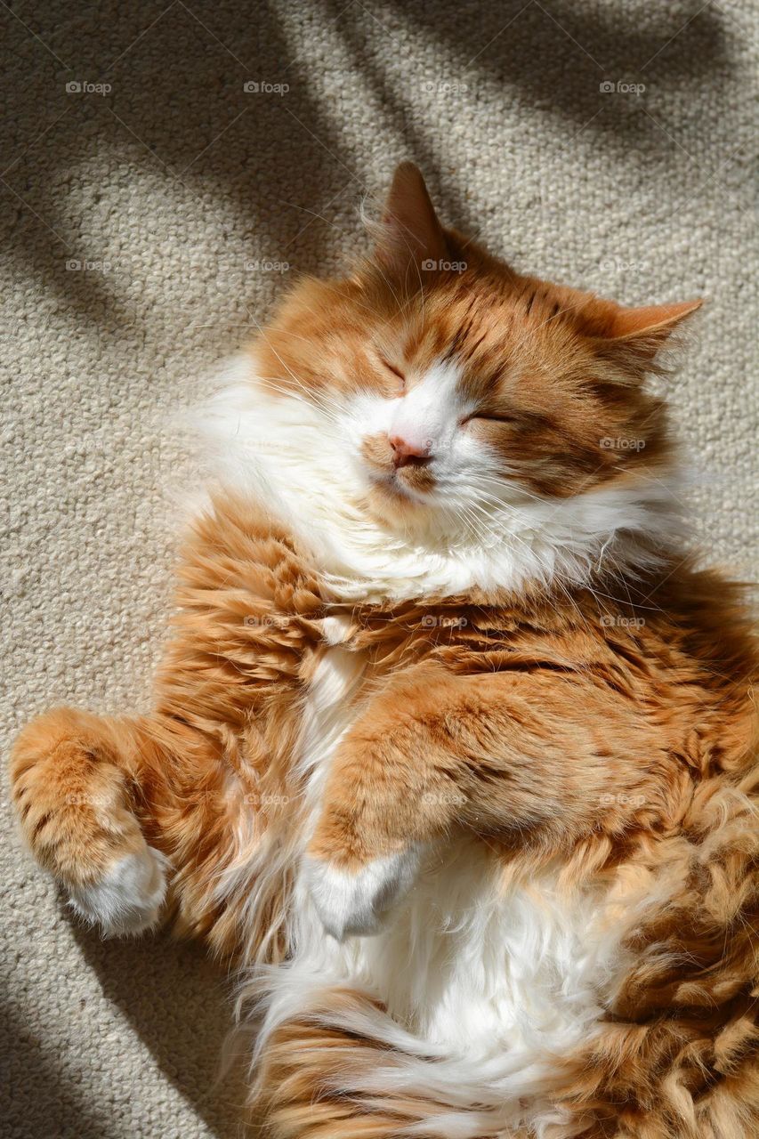 cat sleeping and relaxing home in sunlight